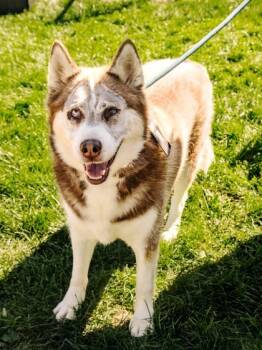 Rescue Mixed Breed Dogs for Adoption in West Chester, Pennsylvania - Nena | PetCurious
