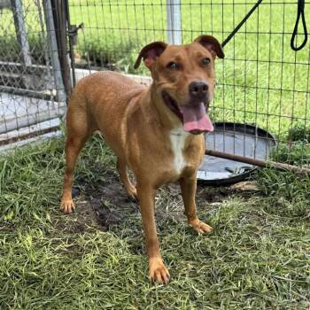 Rescue Labrador Retriever Dogs for Adoption in Anahuac, Texas - Tulip | PetCurious