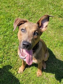 Rescue German Shepherd Dog and Weimaraner Dogs for Adoption in Lisbon, Ohio - Lenny | PetCurious