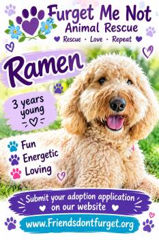 Ramen ( Orlando Fl) -  Goldendoodle Dog for Adoption in Orlando, Florida - Ramen ( Orlando Fl) | PetCurious
