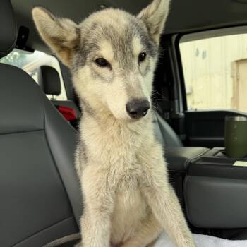 Zena -  Husky Dog for Adoption in Millen, Georgia - Zena | PetCurious