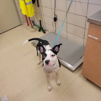 Rescue Pit Bull Terrier and Mixed Breed Dogs for Adoption in Bossier City, Louisiana - Batty | PetCurious