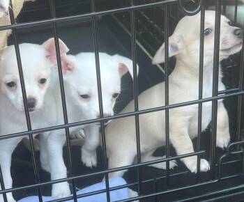 Tiny chi puppies -  Chihuahua Dog for Adoption in Longmont, Colorado - Tiny Chi Puppies | PetCurious