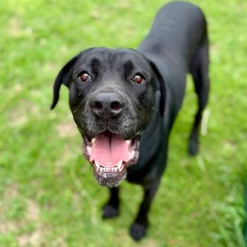 Cane Corso Dogs Available for Adoption in Austin, Texas - Bella LLD | PetCurious