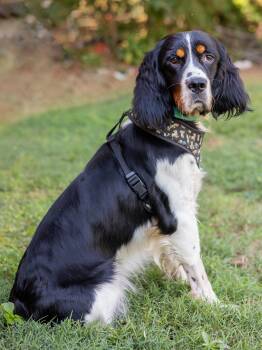 Rescue English Springer Spaniel Dogs for Adoption in Sandy Springs, Georgia - Luke | PetCurious