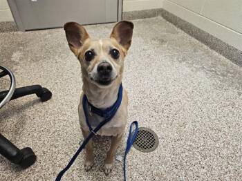 BEAU -  Chihuahua and Mixed Breed Dog for Adoption in Pueblo, Colorado - BEAU | PetCurious