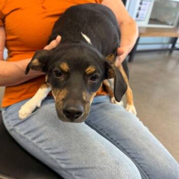 Stretch -  Corgi Dog for Adoption in Kingman, Arizona - Stretch | PetCurious