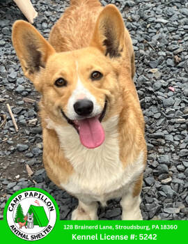 Rescue Corgi Dogs for Adoption in Stroudsburg, Pennsylvania - Tulip | PetCurious