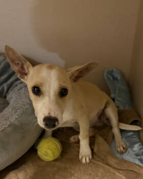 Rescue Chihuahua and Terrier Dogs for Adoption in New York, New York - Nog | PetCurious