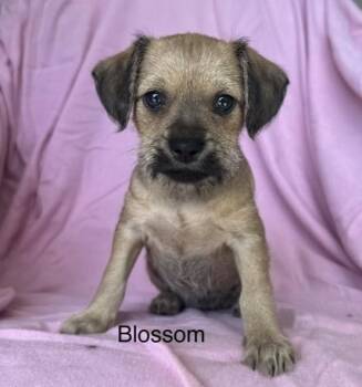 Terrier Dogs Available for Adoption in Larkfield-wikiup, California - Blossom | PetCurious