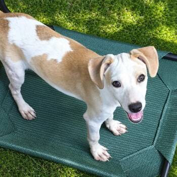 Mallory -  Mixed Breed Dog for Adoption in Rock Hill, New York - Mallory | PetCurious
