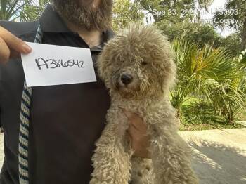 MAGGIE -  Bichon Frise Dog for Adoption in Ocala, Florida - MAGGIE | PetCurious