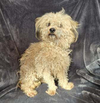 Poodle and Cairn Terrier Dogs Available for Adoption - Outrageously Sweet Orchetta ~ Terripoo | PetCurious