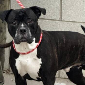 Boxer Dogs Available for Adoption in Des Moines, Iowa - Hermes | PetCurious