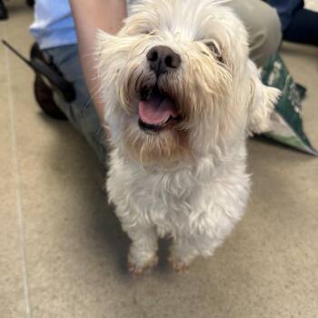 Terrier Dogs Available for Adoption in Manassas, Virginia - Q-tip (ID 51420/1551) | PetCurious