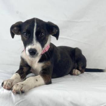 Shelby - Local November 6-8 -  Labrador Retriever Dog for Adoption in Brookshire, Texas - Shelby - Local November 6-8 | PetCurious