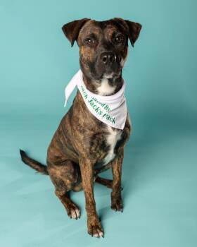 Vegas -  Australian Cattle Dog Blue Heeler and Plott Hound Dog for Adoption in Pflugerville, Texas - Vegas | PetCurious