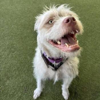 Dutchess -  Mixed Breed Dog for Adoption in Bellevue, Washington - Dutchess | PetCurious