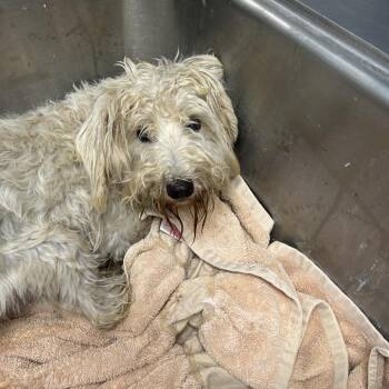 Cricket -  Miniature Schnauzer and Miniature Poodle Dog for Adoption in Birmingham, Alabama - Cricket | PetCurious
