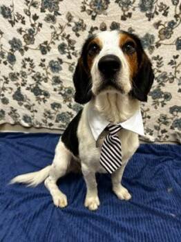 Knoxville -  Hound Dog for Adoption in Hamilton, Ohio - Knoxville | PetCurious