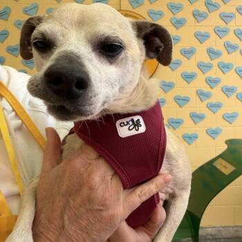 Inchworm 14208 -  Chihuahua Dog for Adoption in San Francisco, California - Inchworm 14208 | PetCurious