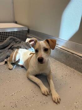ELLIE -  Australian Shepherd and Mixed Breed Dog for Adoption in Forney, Texas - ELLIE | PetCurious