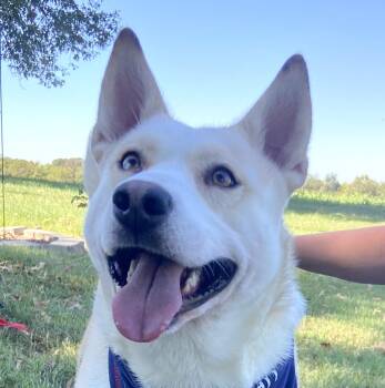 Destiny Momma Dolittle -  Husky and Labrador Retriever Dog for Adoption in Andover, Massachusetts - Destiny Momma Dolittle | PetCurious