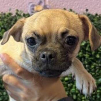 Trudy -  Pug and Mixed Breed Dog for Adoption in Tacoma, Washington - Trudy | PetCurious