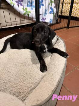 Penny -  Black Labrador Retriever Dog for Adoption in Semmes, Alabama - Penny | PetCurious
