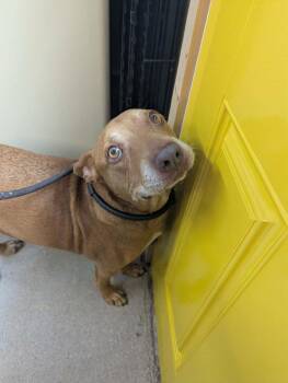 Penny -  Pit Bull Terrier and Hound Dog Available for Adoption in Sebastian, Florida - Penny | PetCurious