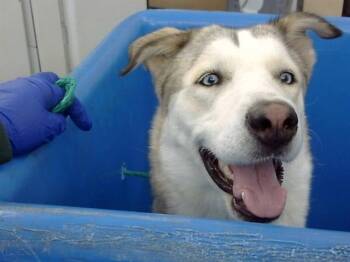 Rescue Mixed Breed Dogs for Adoption in Dallas, Texas - EMIRA | PetCurious