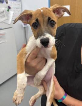 Peaches -  Terrier Dog for Adoption in Hartsville, South Carolina - Peaches | PetCurious