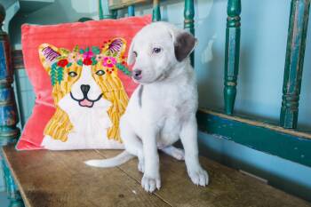 Wiggles -  Catahoula Leopard Dog and Labrador Retriever Dog for Adoption in San Antonio, Texas - Wiggles | PetCurious