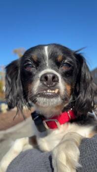 Cali Momma Puzzle - Local Lady -  Cavalier King Charles Spaniel and Japanese Chin Dog for Adoption in Andover, Massachusetts - Cali Momma Puzzle - Local Lady | PetCurious