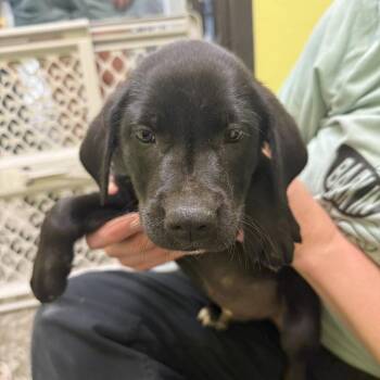 Scuffy the Tugboat -  Hound and Mixed Breed Dog for Adoption in Louisville, Kentucky - Scuffy The Tugboat | PetCurious