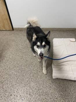 Micah -  Siberian Husky Dog for Adoption in Vancouver, Washington - Micah | PetCurious