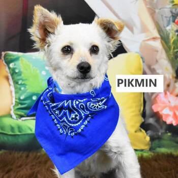 Chihuahua and Terrier Dogs Available for Adoption - Pikmin | PetCurious