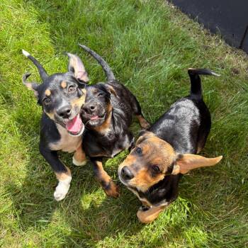 Dora -  Mixed Breed Dog for Adoption in Wheeling, Illinois - Dora | PetCurious