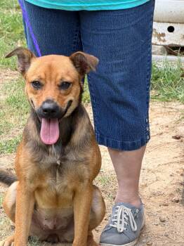 Rusty -  Black Mouth Cur Dog for Adoption in Lumberton, North Carolina - Rusty | PetCurious