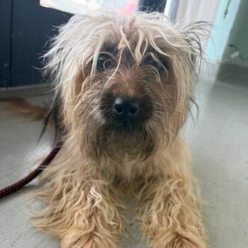 STARBUCKS -  Yorkshire Terrier and Maltese Dog for Adoption in Chico, California - STARBUCKS | PetCurious