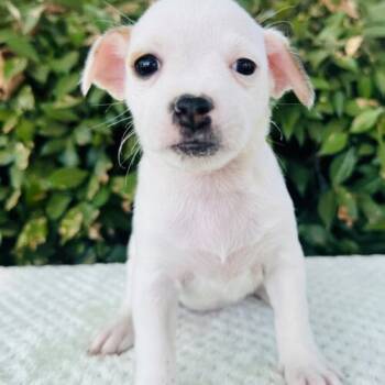 Rescue Jack Russell Terrier and Corgi Dogs for Adoption in Los Angeles, California - Dottie | PetCurious