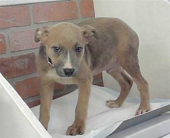 Labrador Retriever and Mixed Breed Dogs Available for Adoption - BREWSTER | PetCurious