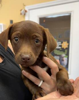 Border Terrier and Miniature Poodle Dogs Available for Adoption in Hood River, Oregon - Sausage | PetCurious