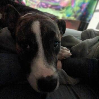 Rescue Mixed Breed Dogs for Adoption in Rossville, Georgia - Chuck | PetCurious