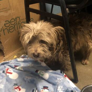 Terrier Dogs Available for Adoption - Red Dog | PetCurious