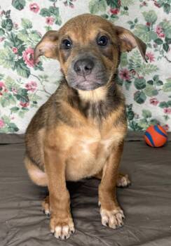 261235  Paisley -  Shepherd Dog for Adoption in Wetumpka, Alabama - 261235  Paisley | PetCurious
