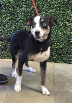 Mixed Breed Dogs Available for Adoption - Koda | PetCurious