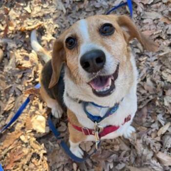 Beagle and Mixed Breed Dogs Available for Adoption - Popsicle | PetCurious