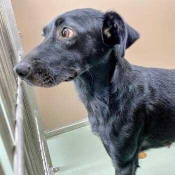 Luna -  Whippet and Mixed Breed Dog for Adoption in Lyndhurst, Virginia - Luna | PetCurious