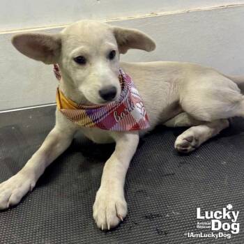 Shepherd and Labrador Retriever Dogs Available for Adoption - Kati | PetCurious